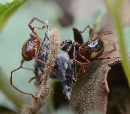 Erythraeus sp.
